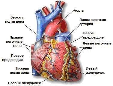 Картинки сердце человека (100 фото)